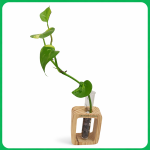 Amethyst  Rock Plant Gems Stone